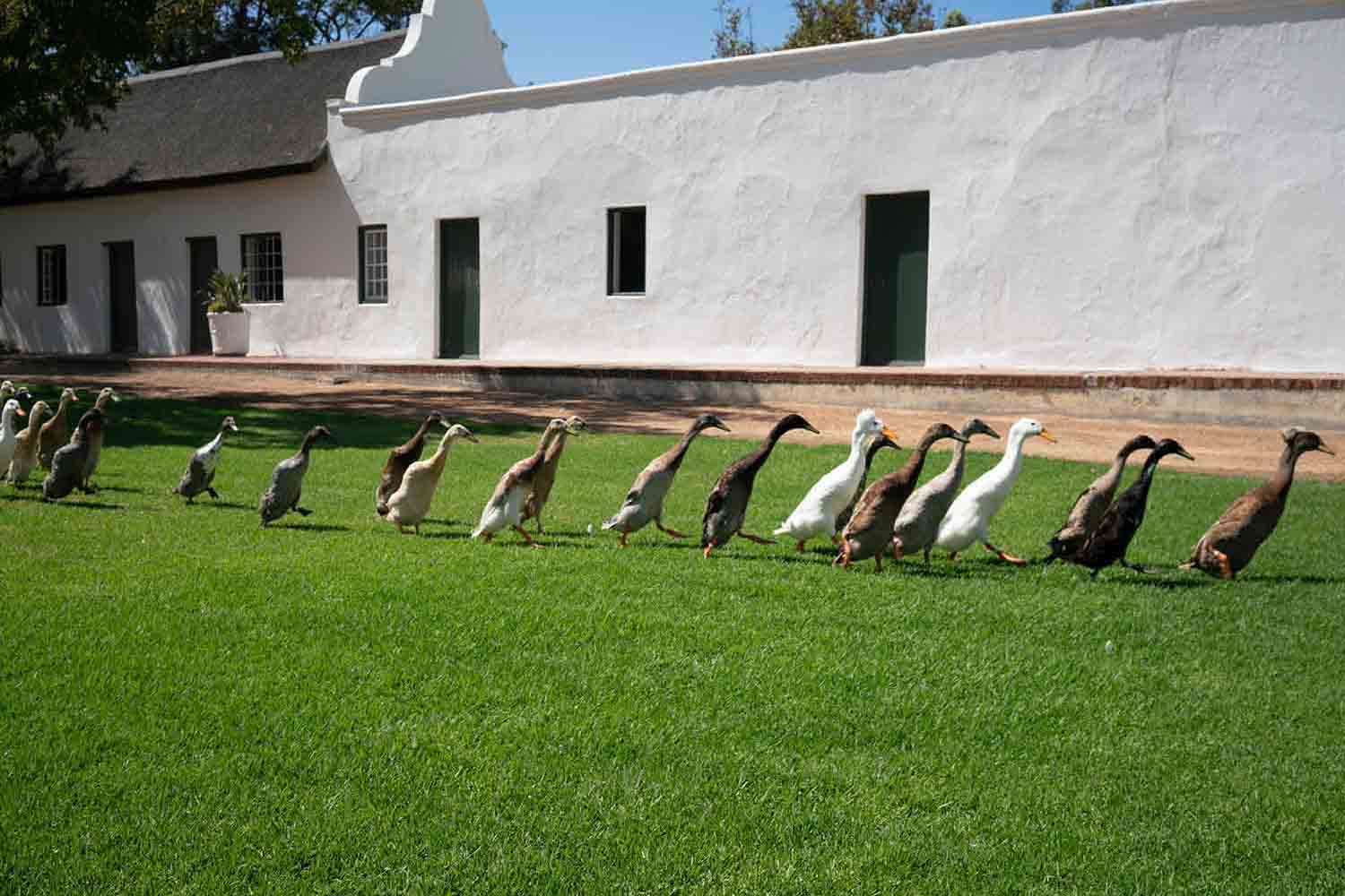 Flocks of ducks walking in a line