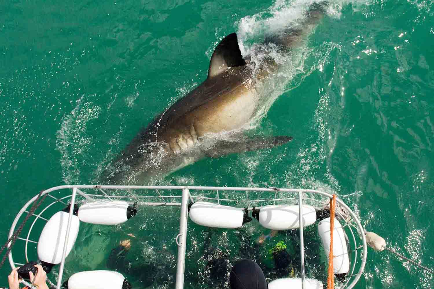 Large shark swimming past a cage full of divers in Cape Town