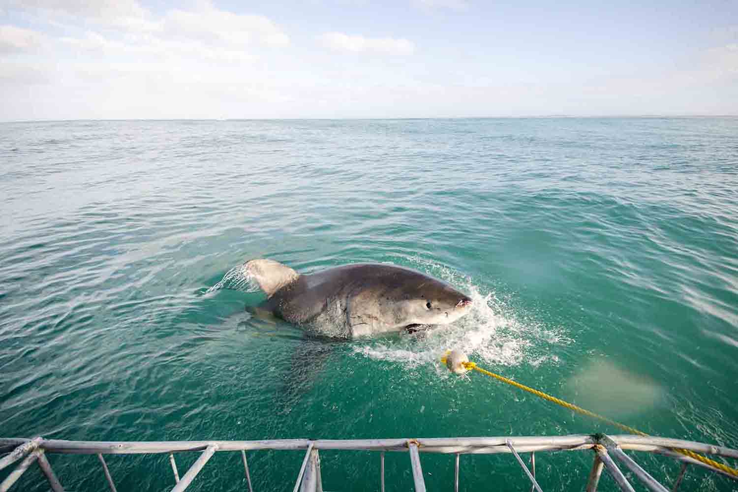 A great white shark attacking a bait ball just behind the cage
