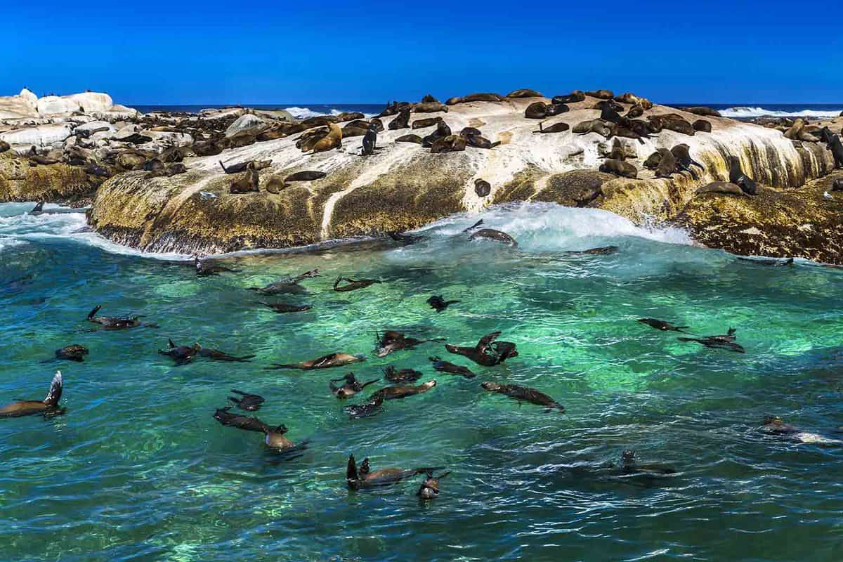 Fur seals swimming in the water