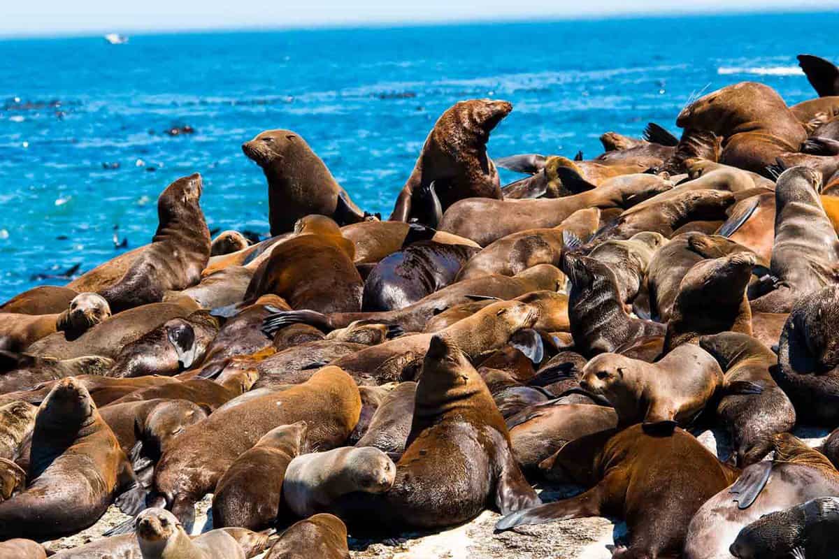 Cape fur seals sitting on a rock