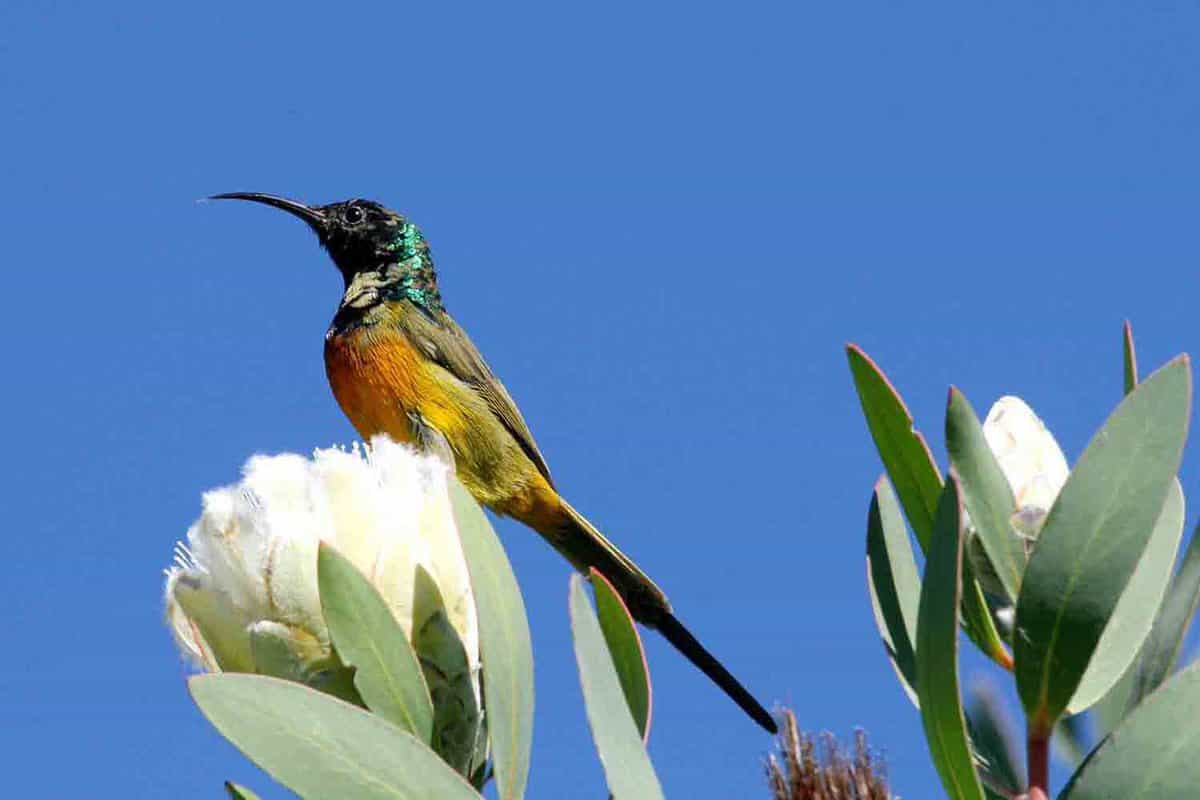 A small bird enjoying the view from a wild plant
