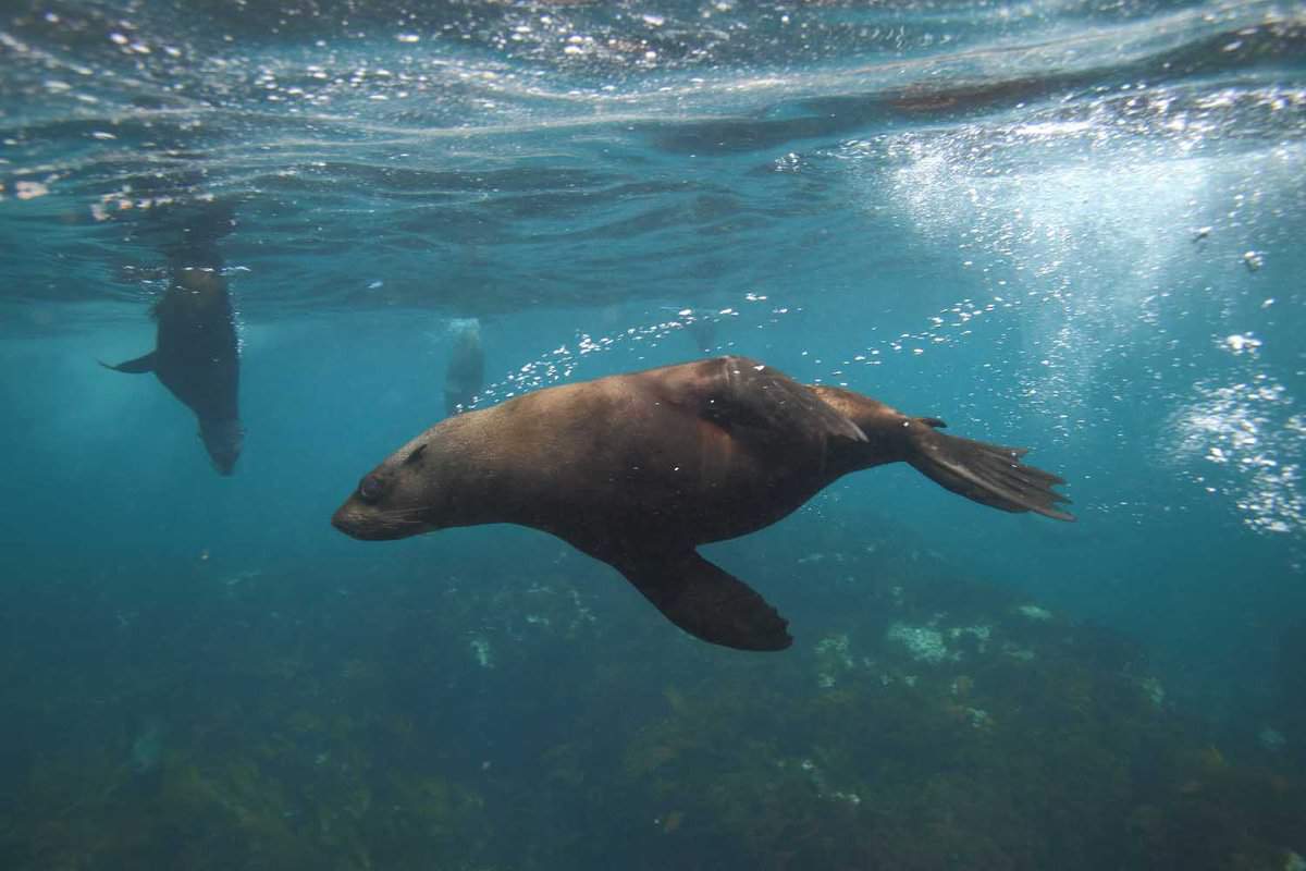 Snorkel with Cape Fur Seals