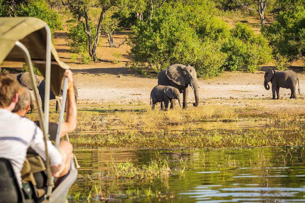 Safari in Chobe National Park