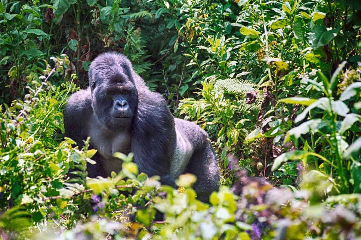 Trek to see lowland gorillas in the Congo | When & how to do it