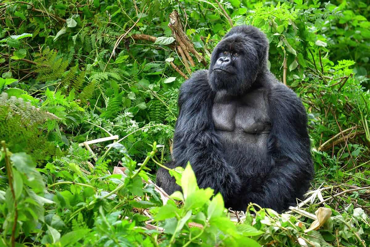 Close up of a large male gorilla