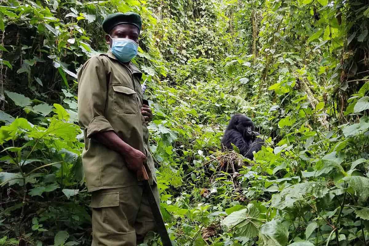 A local ranger with gorilla behind