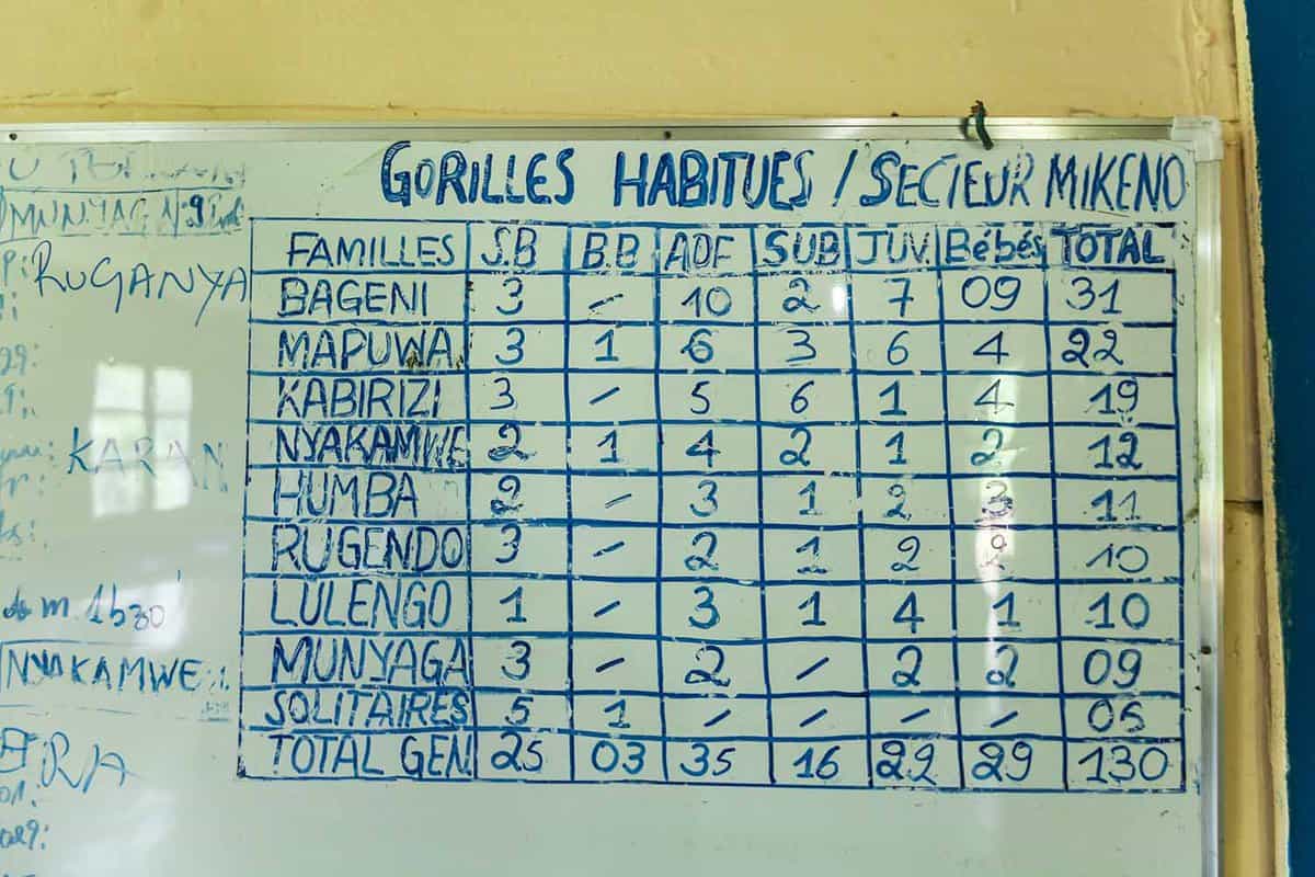 The whiteboard showing the numbers of gorillas in each group