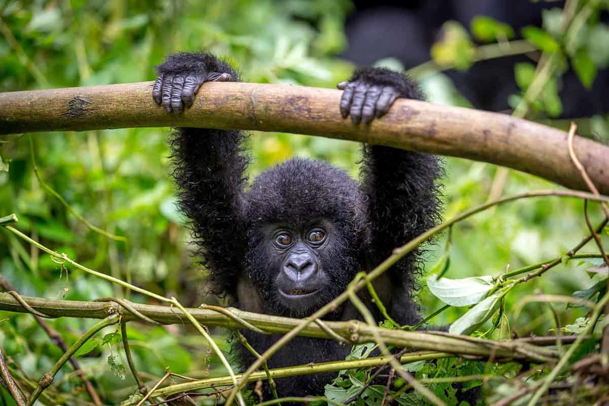 Close up of a baby gorilla, hanging from a branch