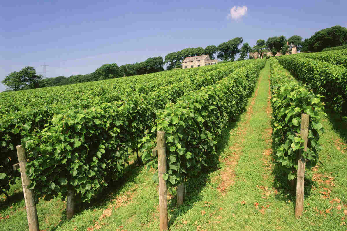 landscape of a vines in rows on a hill of the Camel Valley Vineyard