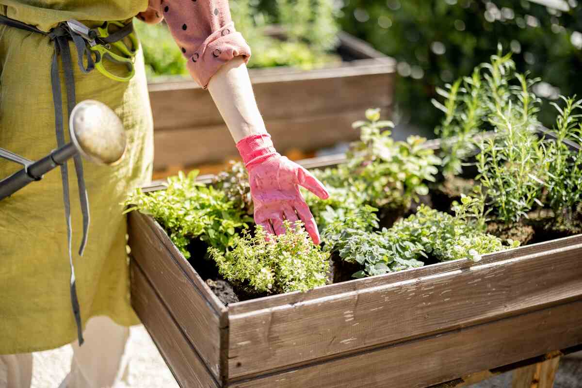 Potager Garden