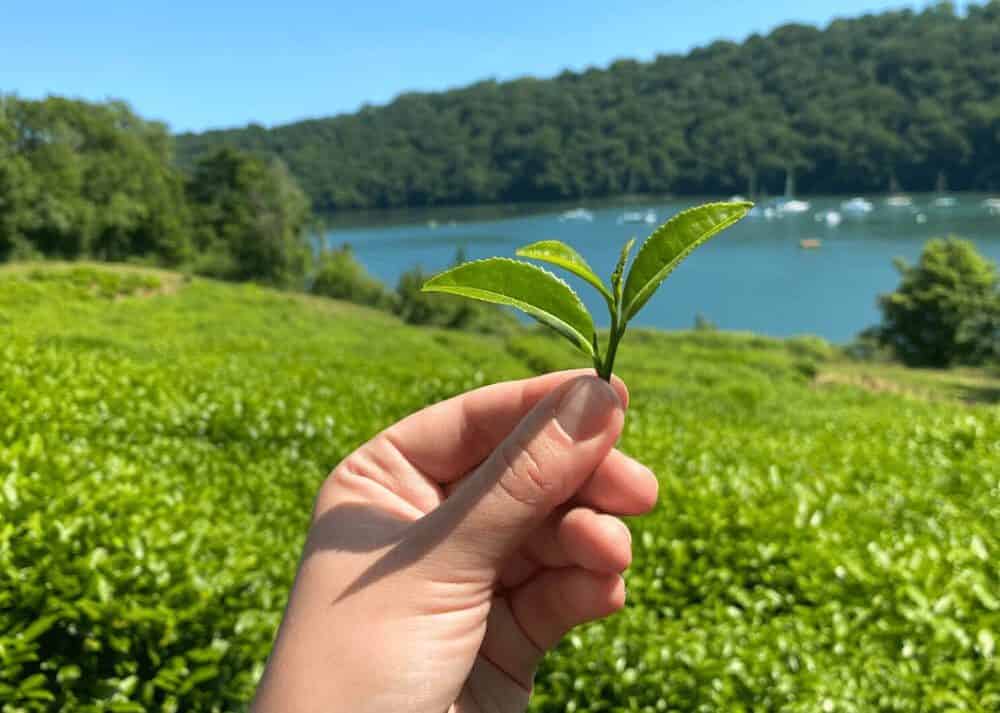 Tea plantation on the Tregothnan Estate