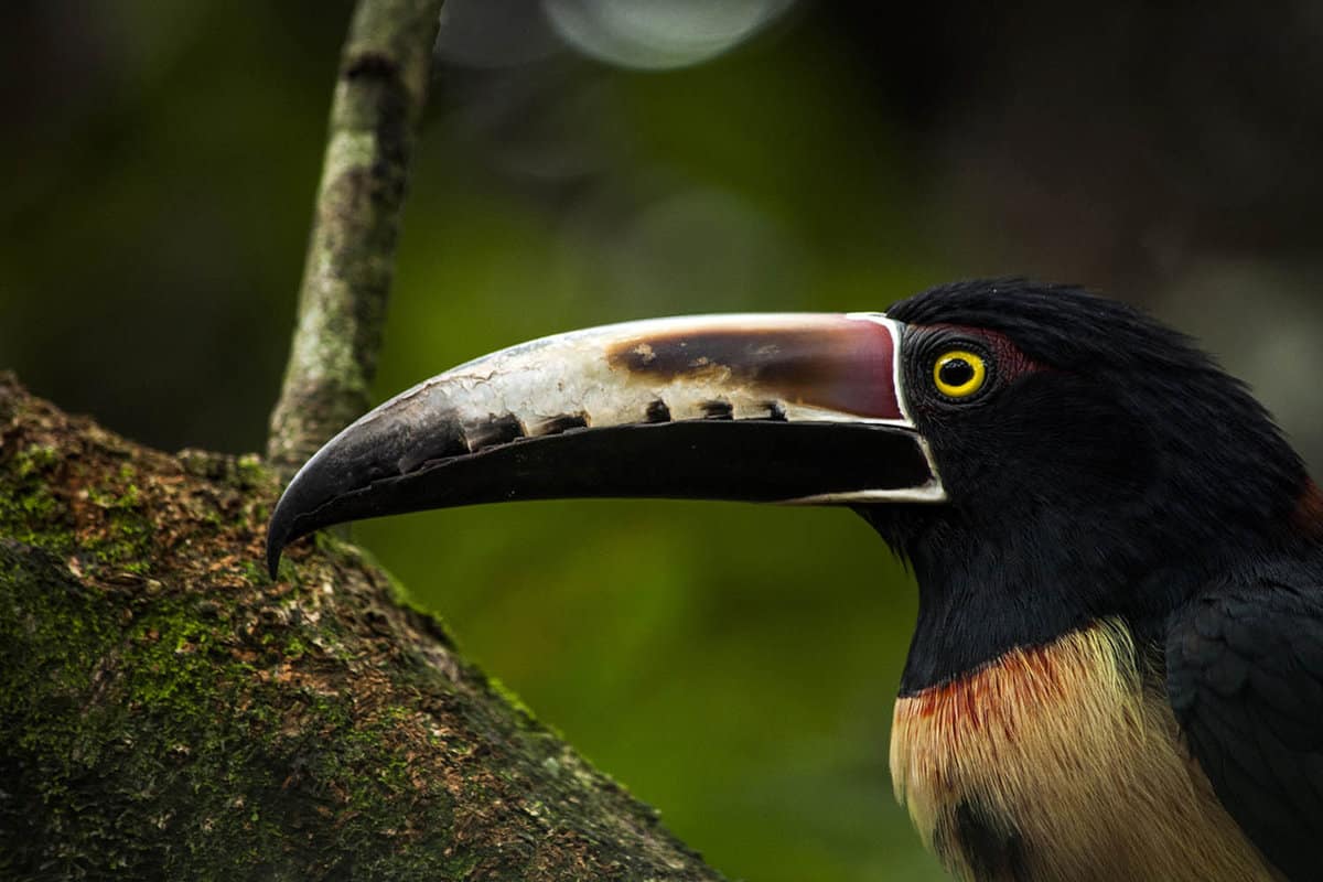 portrait shot of a toucan
