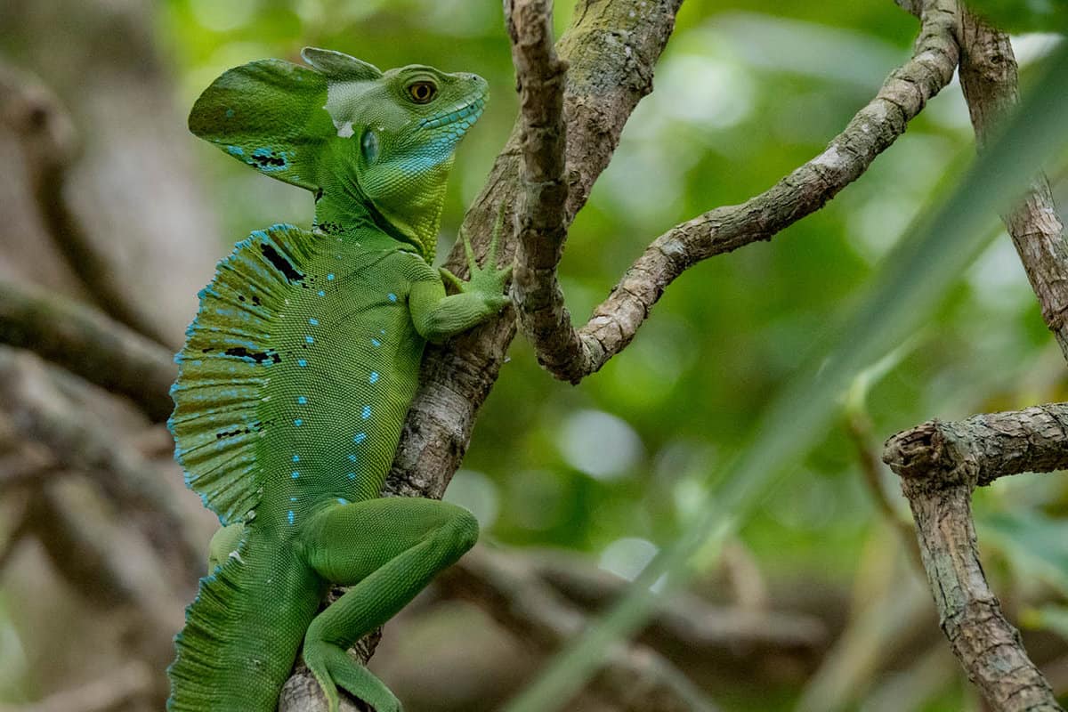 exotic green lizard climbing a branch