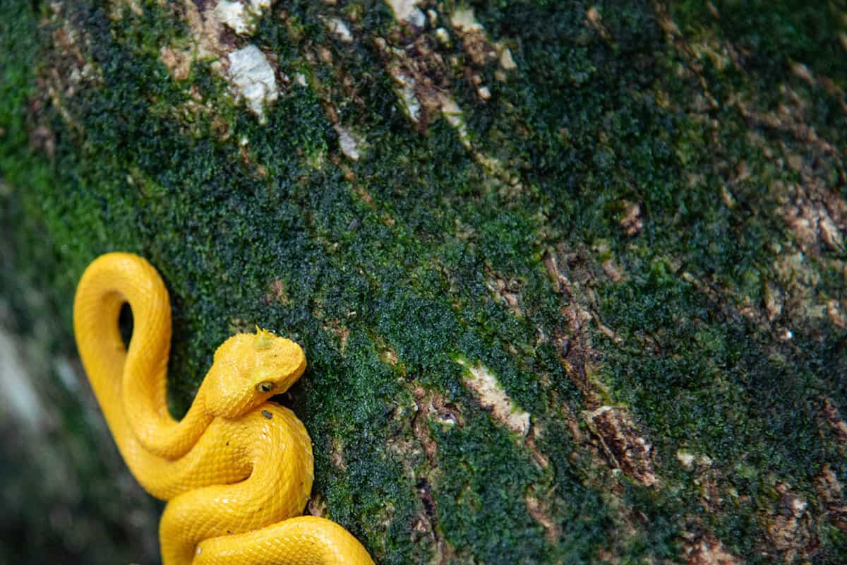 a bright yellow small snake curled up