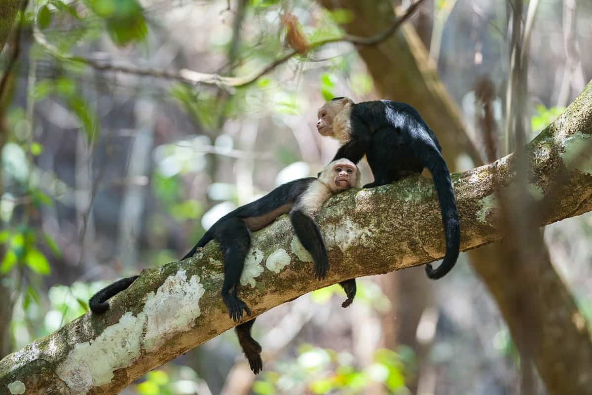monkeys playing on the branch