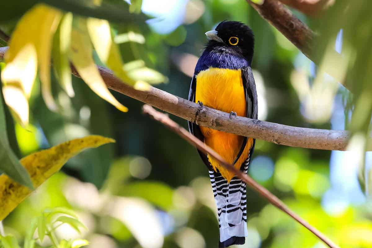 bright orange bird on a branch