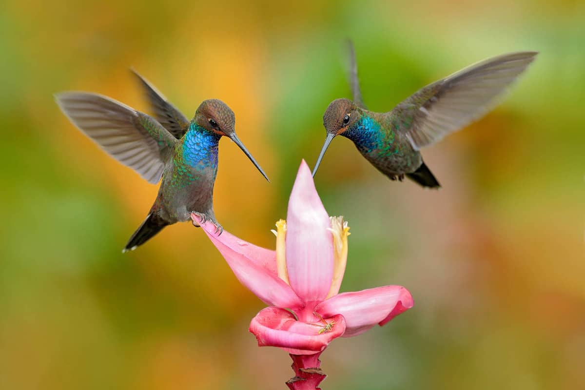 two humming birds on a pink flower