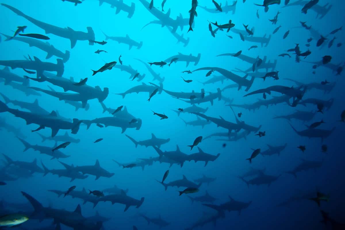 Dive with hammerhead sharks at Cocos Island