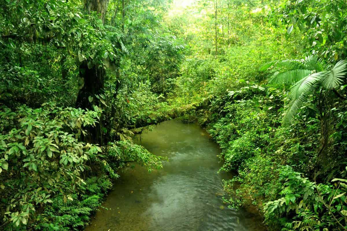River flows in the jungle of Costa Rica