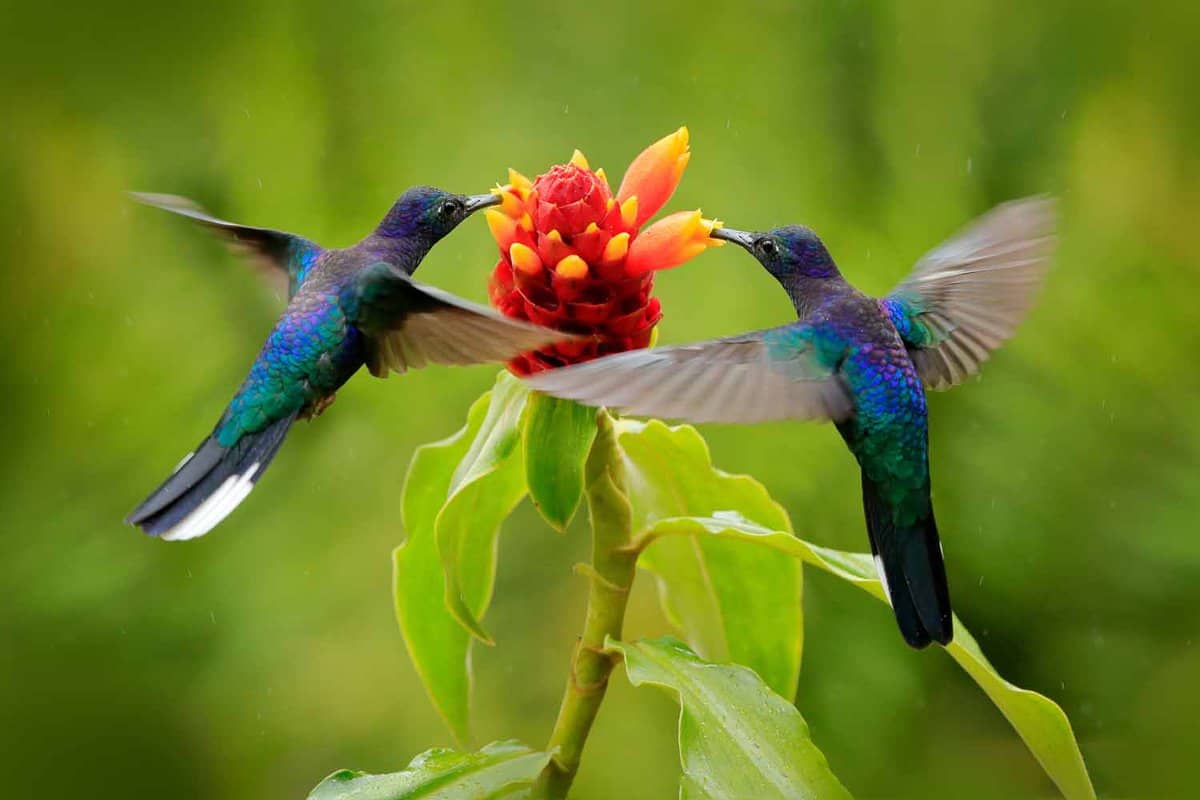 Blue hummingbird Violet Sabrewing flying next to beautiful red flower