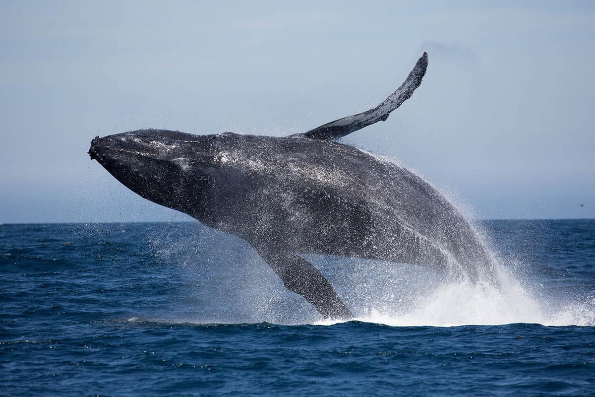 Large humpback whale breaching