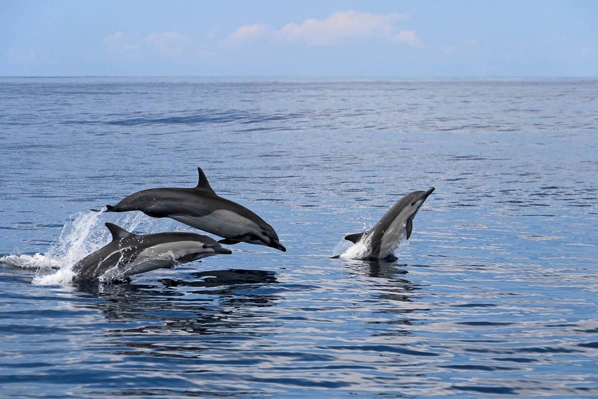 a pod of dolphins frolicking