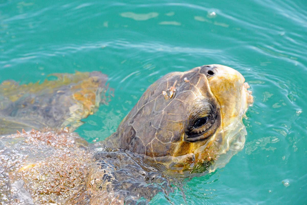 close up of a turtle in the water