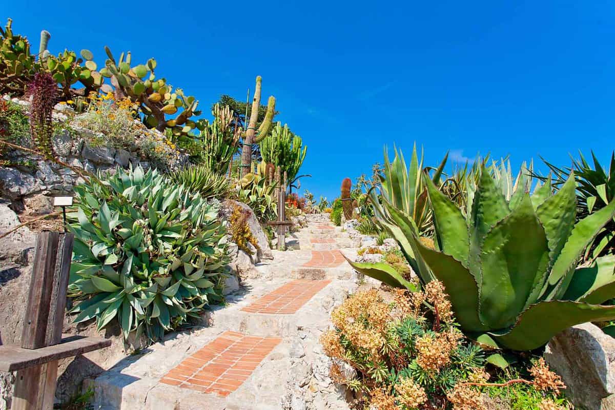 Path leading through the gardens with variety of cacti lining each side