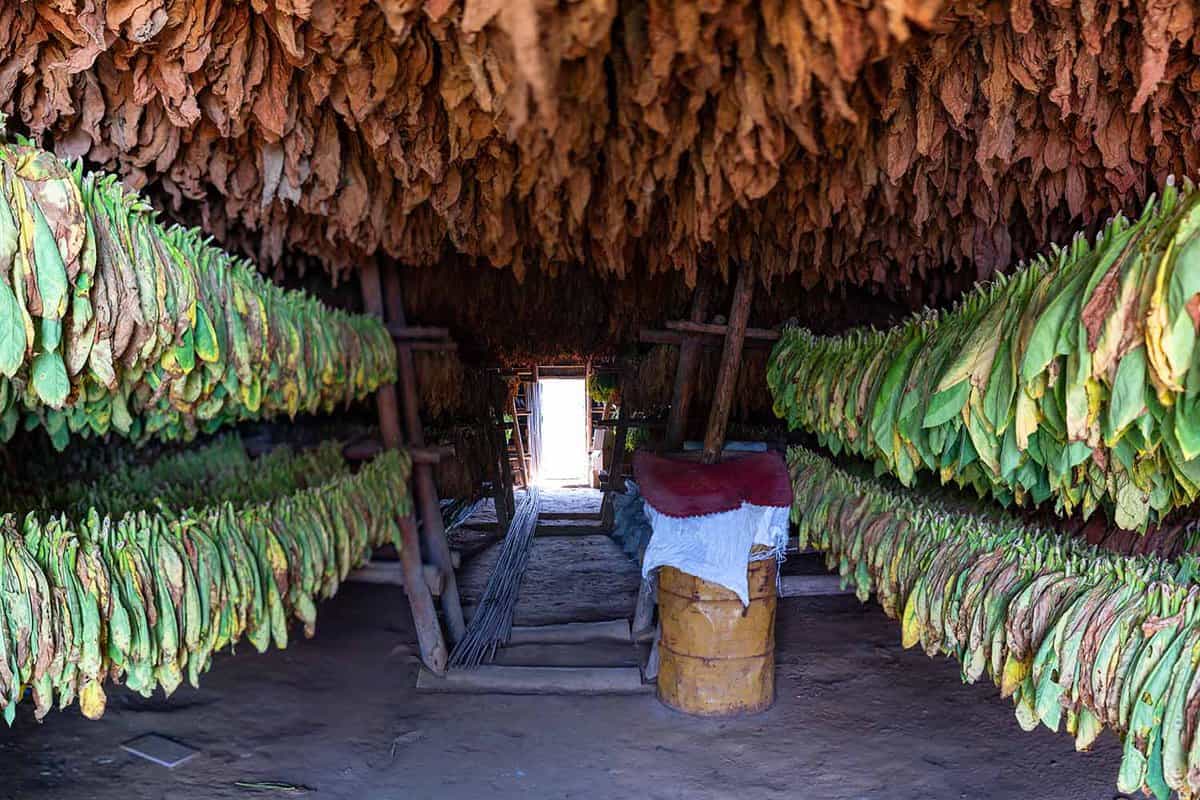 Drying tobacco leaves, hanging in a dark humid shed in a farm in Vinales Valley, Pinar del Rio, Cuba.