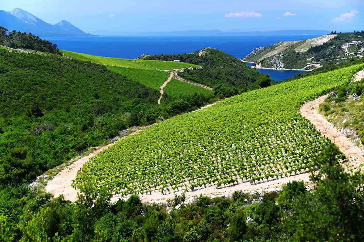 Landscape view of a Vineyard in Dalmatia, Croatia, at the Adriatic coast.