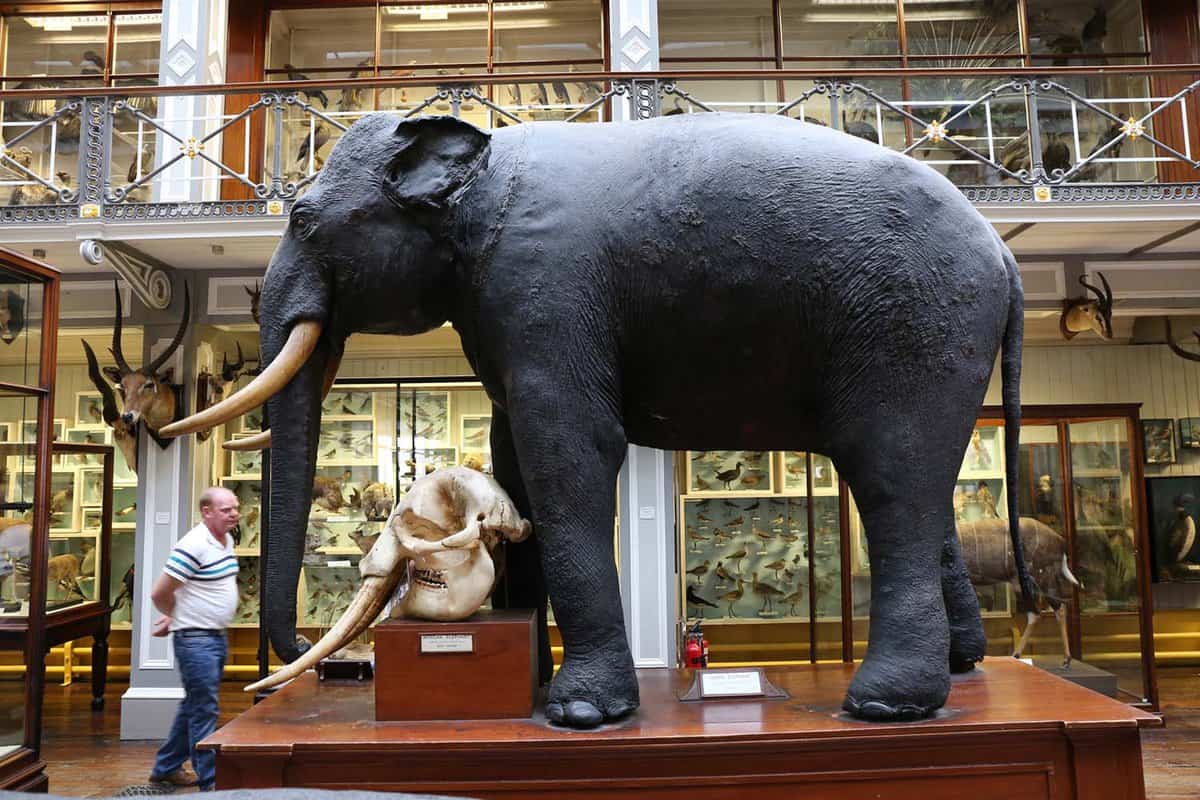 Stuffed animals presented in large decorated halls. A visitor stands by a large elephant.