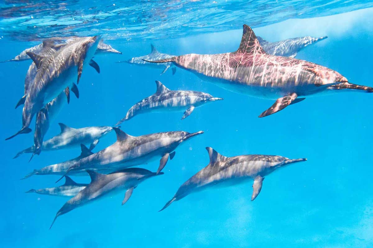 East Pacific dolphins in the Red Sea
