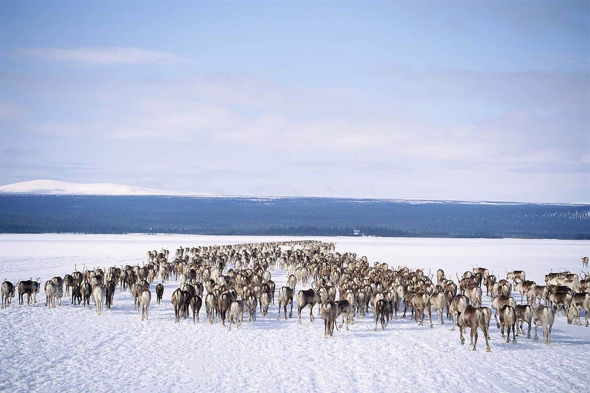 reindeer trekking across ice in Finnish Lapland