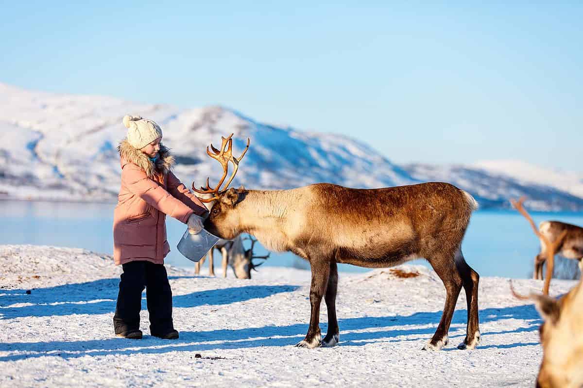 young girl feeding a reindeer in Finnish Lapland