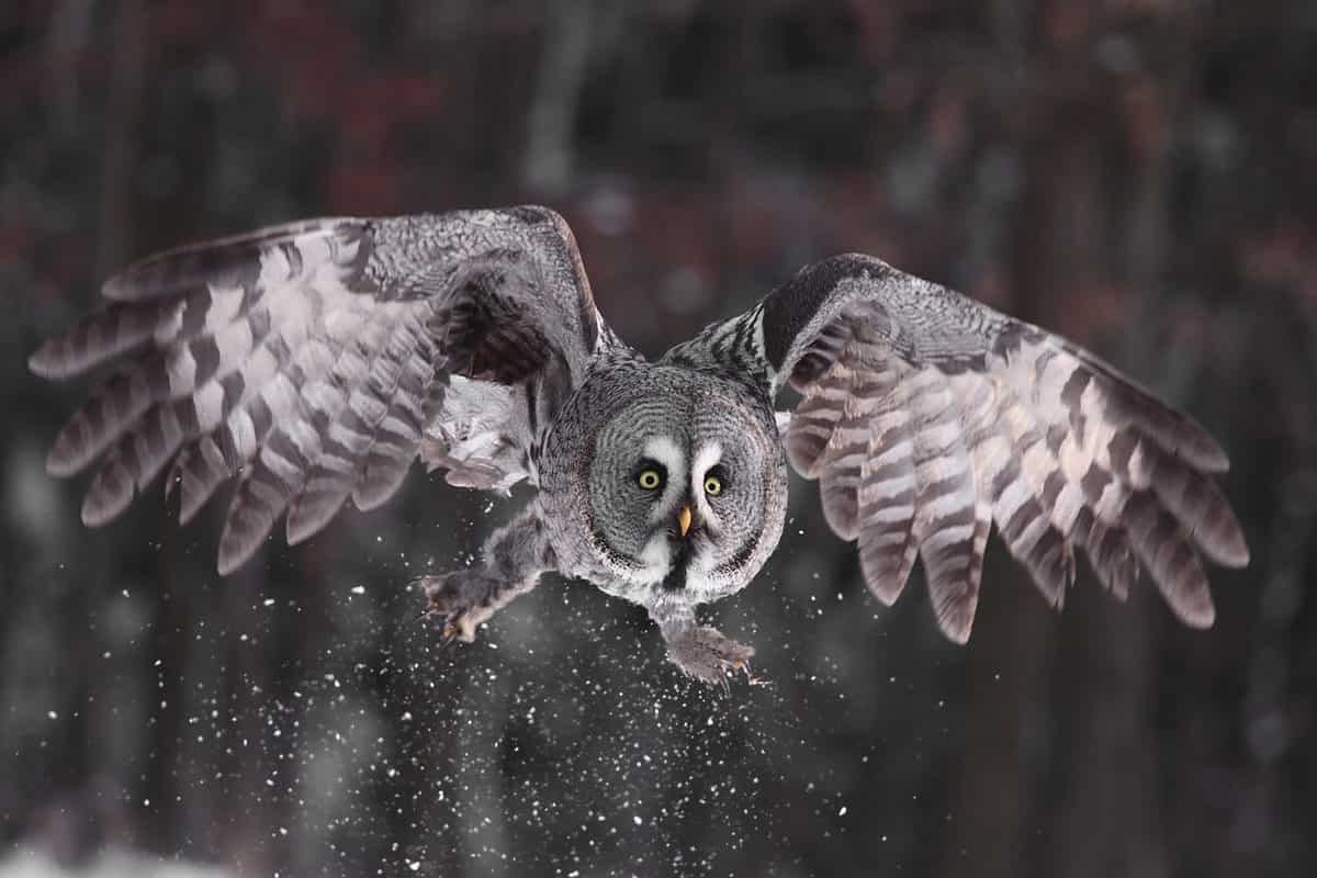 Beautiful owl in flight in Finnish Lapland forest