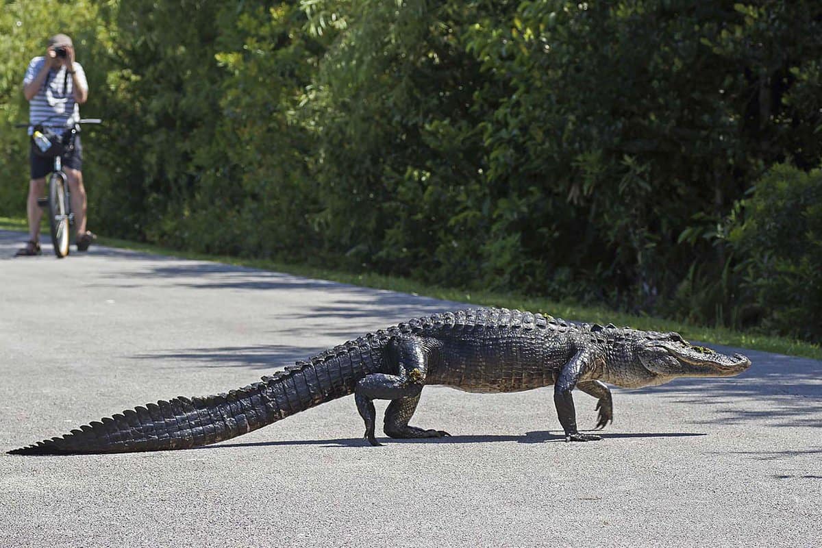 Tourist photographing american alligator walking across bicycle path at Shark Valley in the Everglades National Park