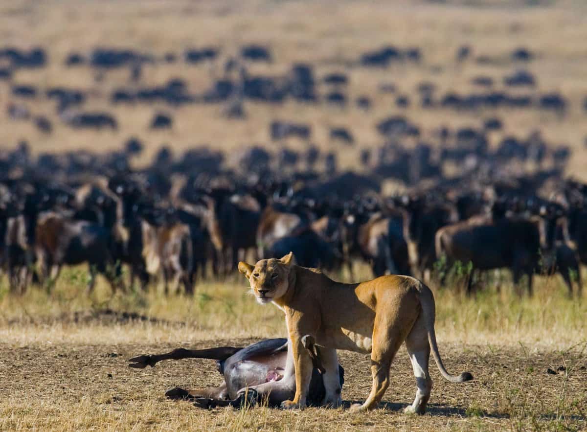 lion standing over a wildebeest kill