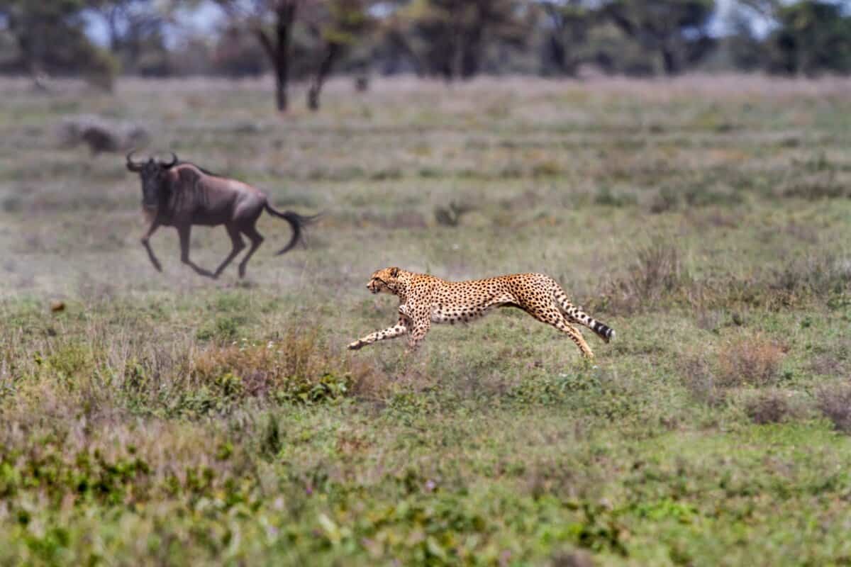 cheetah chasing a wildebeest