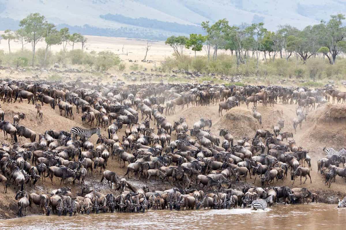 the herd congregating at the edge of the river