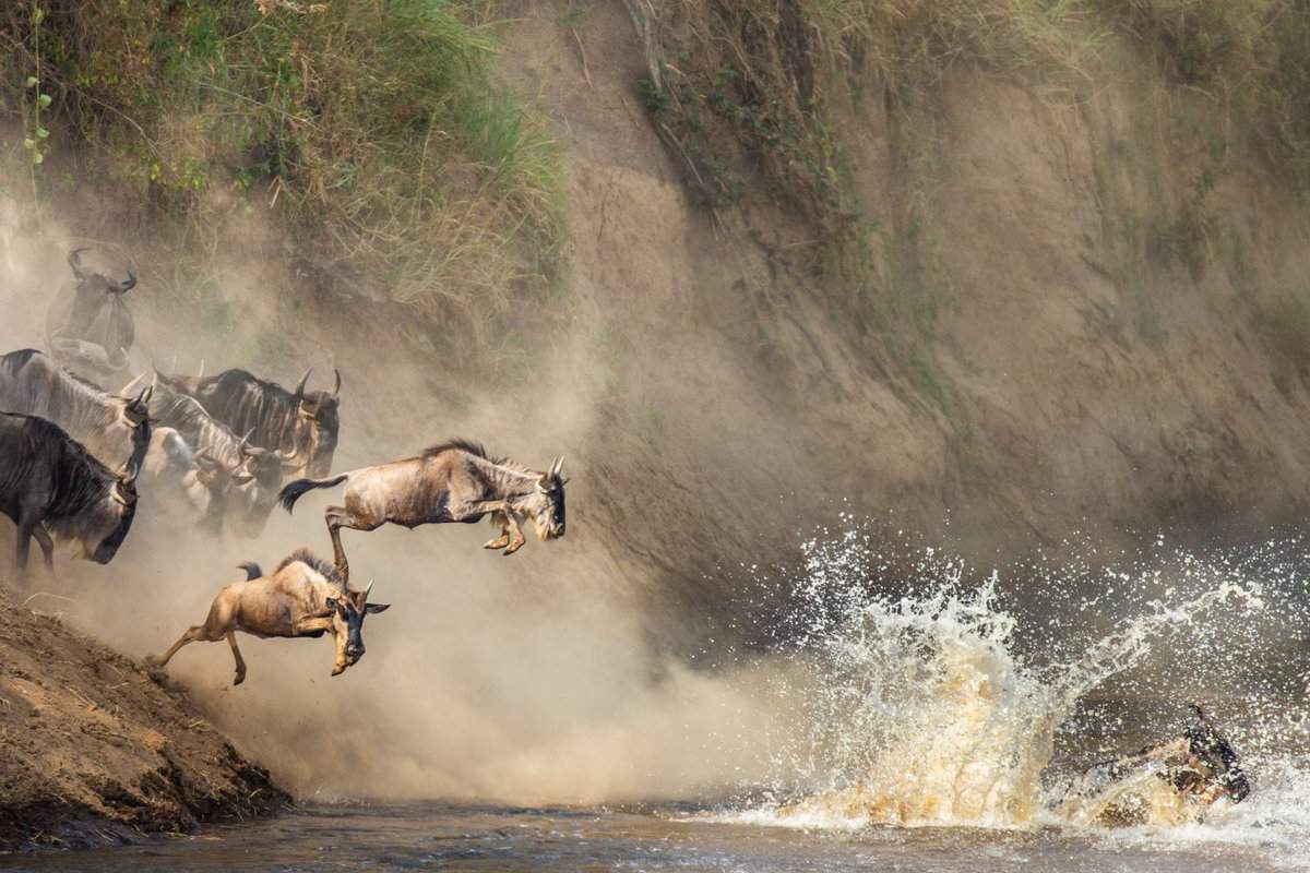 close up of wildebeest jumping into the water