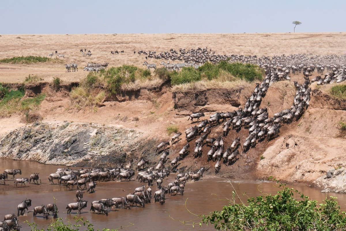 herd leaving the river on the other side climbing the bank