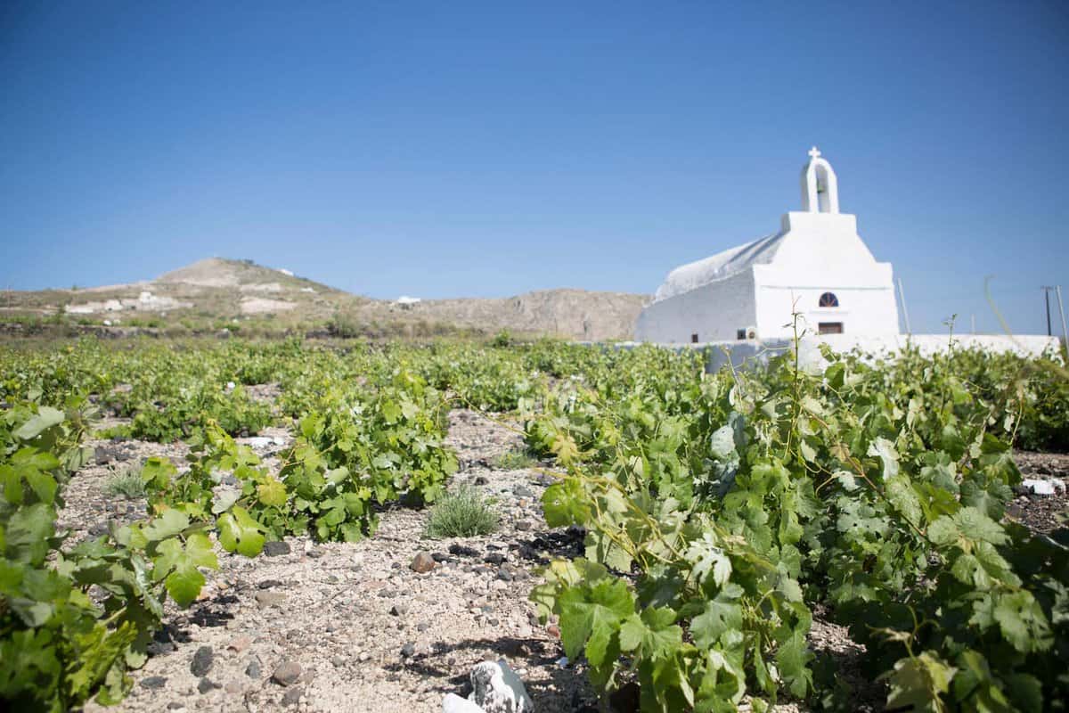 Santorini vineyard. A photo taken in the summer, within a vineyard of Assyrtiko grape variety