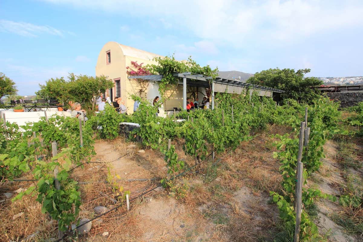 Wine grape plants growing in front of a small winery building