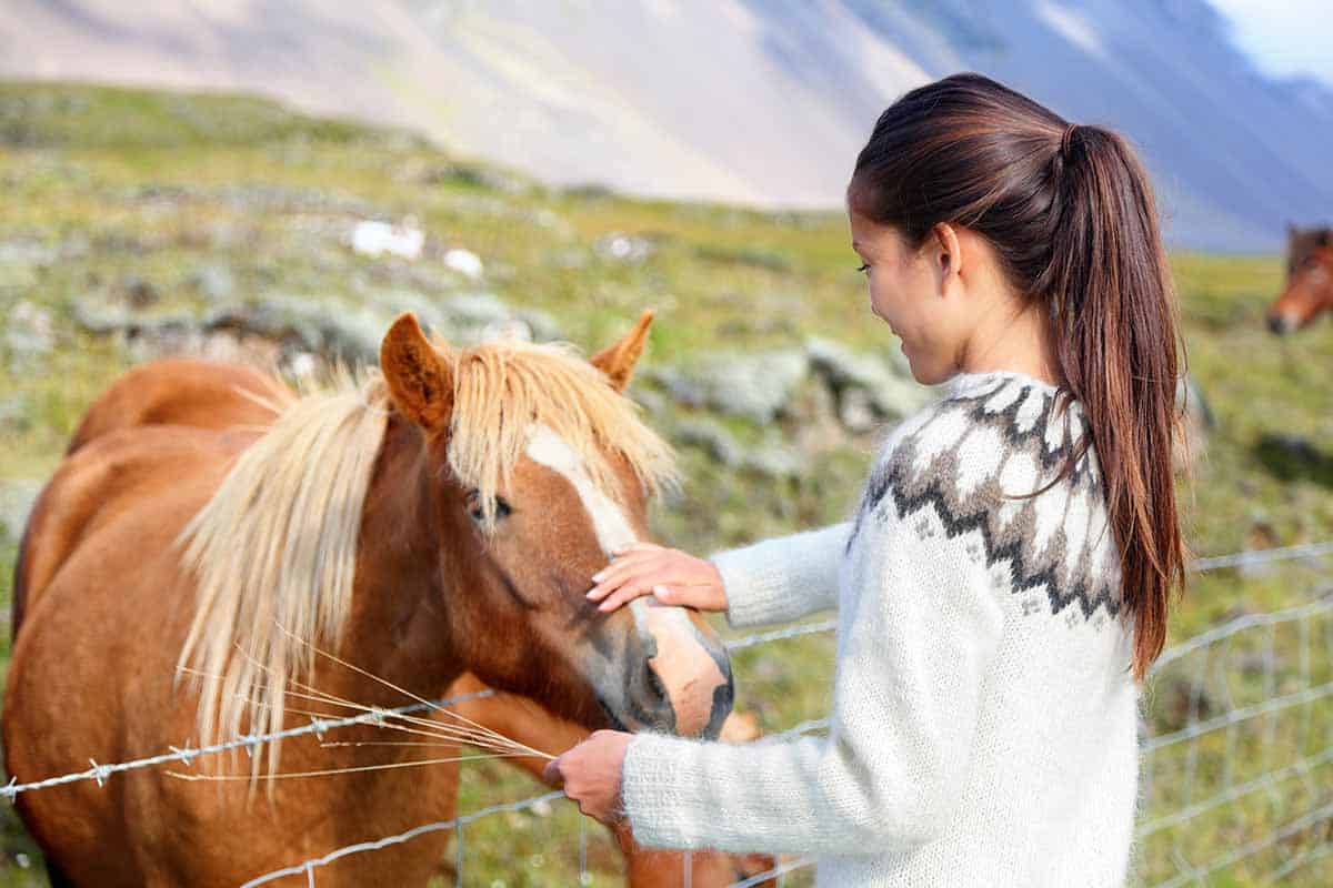 young girl feeding Icelandic horse