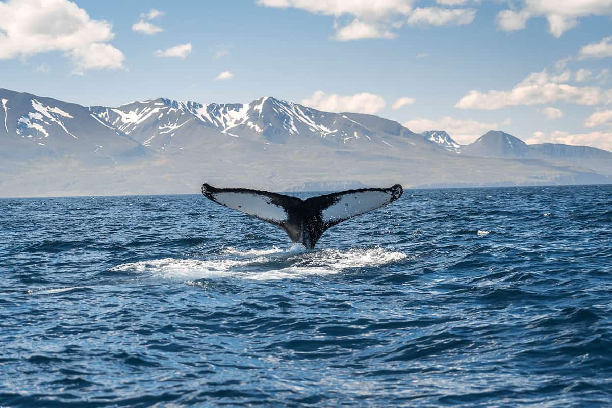 Whale diving on the Iceland coast near Husavik. Tail sticking out