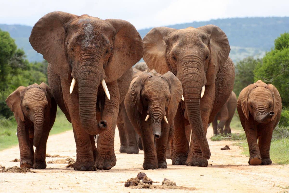 family of elephants walking on the road