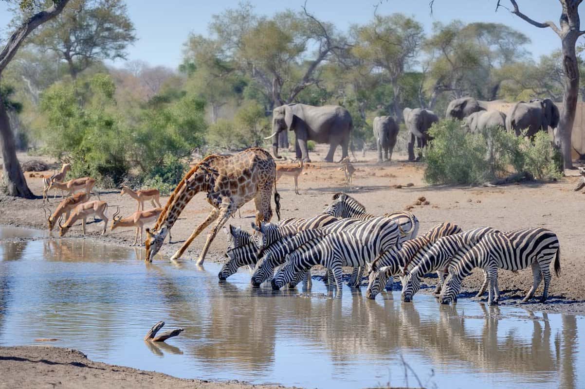 giraffe and zebra drinking at waterhole
