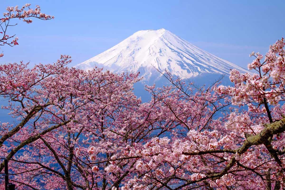 Mount Fuji seen through cherry blossom trees