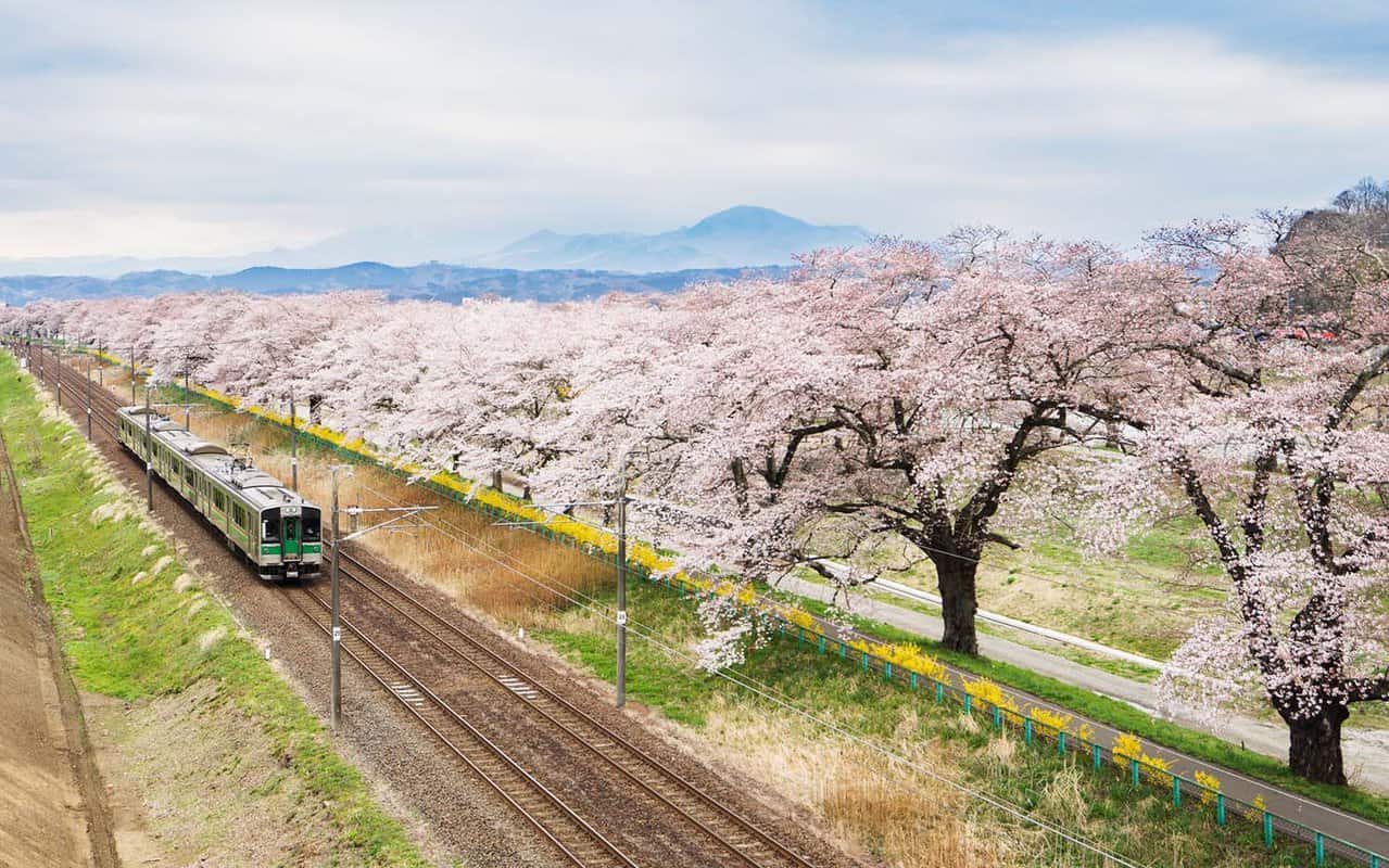 Train driving through blossom on either side of the track